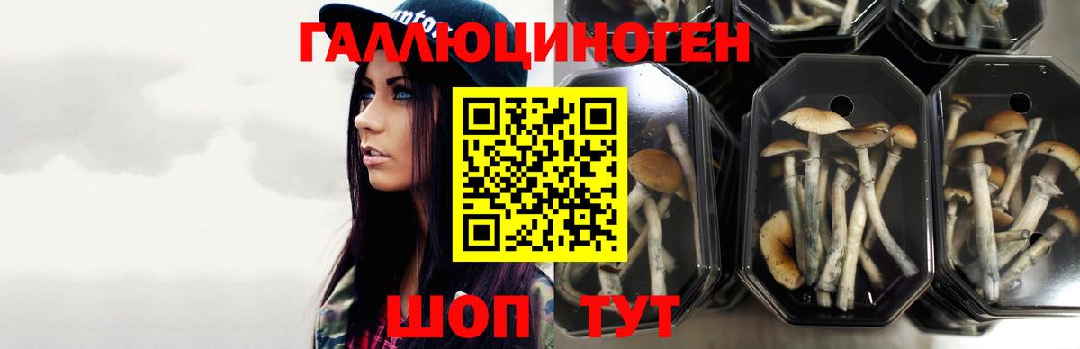 Псилоцибиновые грибы Cubensis  Артёмовский 
